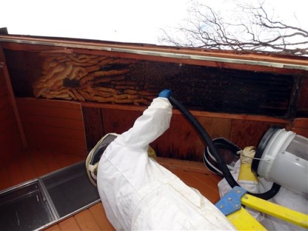 Συνεργείο μετακομίζει 60.000 ανεπιθύμητους, αλλά χρήσιμους ενοίκους