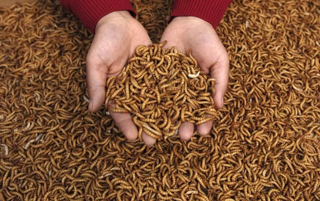 Φάρμα για μύγες κερδίζει βραβείο καινοτομίας του ΟΗΕ