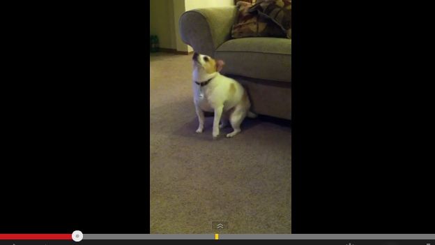 Σκύλος κουνιέται στους ρυθμούς του «Shake That»