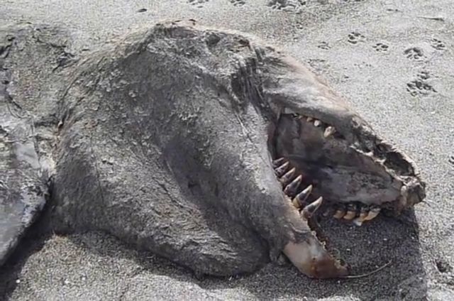 «Τερατώδες» πλάσμα στη Νέα Ζηλανδία χάνει γρήγορα το μυστήριό του