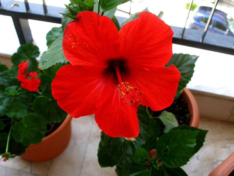 Ιβίσκος: τα άνθη που ζουν μόνο μια ημέρα