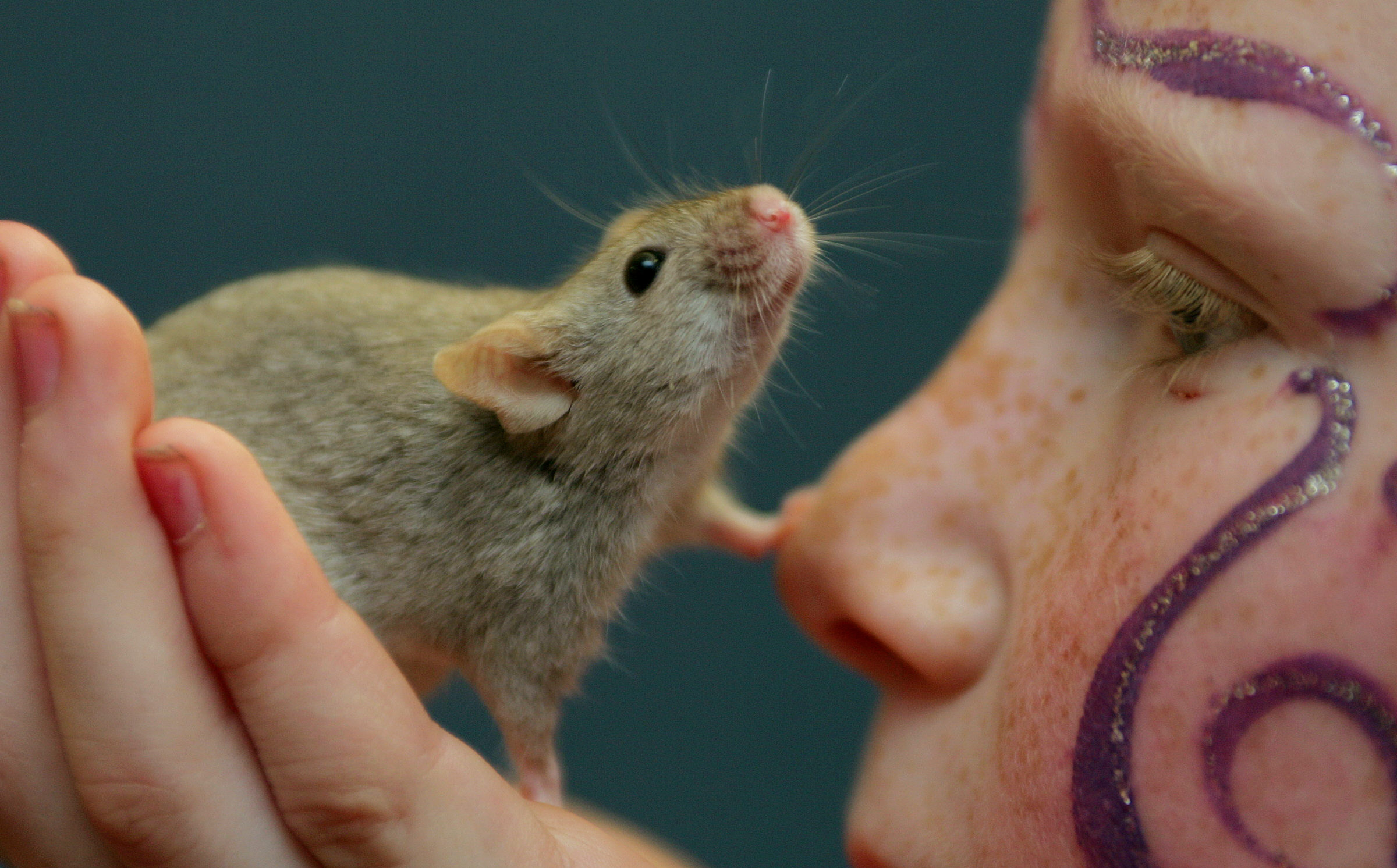 Νεαρός κλέβει ένα καφάσι μπίρες παρέα με ένα ποντικάκι