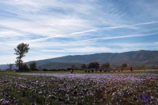 Φόρος με το στρέμμα στα χωράφια