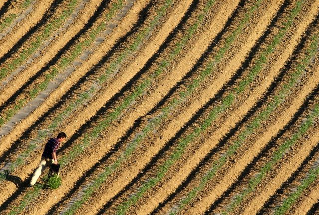 Διάθεση 5.000 στρεμμάτων σε νέους έως 35 ετών από την Τράπεζα Πειραιώς