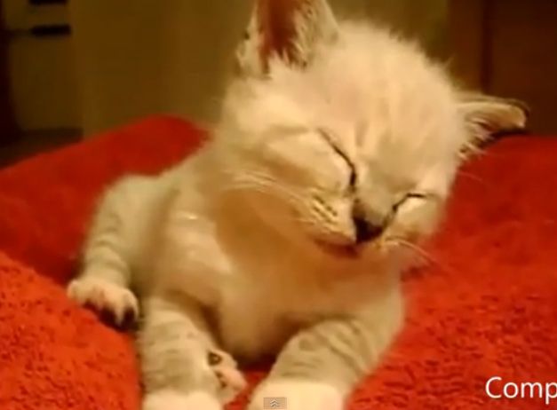 Τετράποδοι, κατοικίδιοι και μη, πασχίζουν να μείνουν ξύπνιοι…