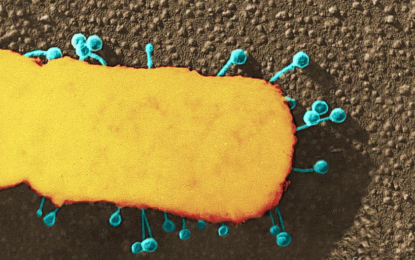 Βακτηριοκτόνοι ιοί βρέθηκαν για πρώτη φορά να συμβιώνουν με τον άνθρωπο