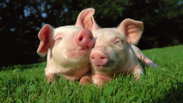 Γουρούνια χασικλήδες «δίνουν περισσότερες μπριζόλες»