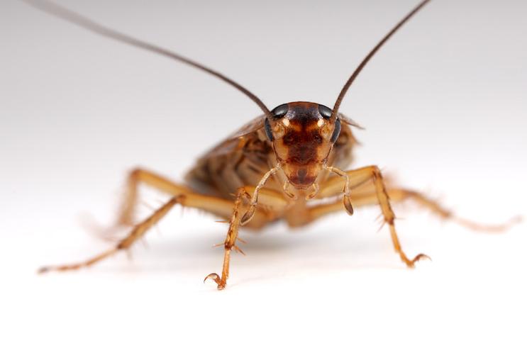 Πώς η εξέλιξη μάς εμποδίζει να απαλλαγούμε από τις κατσαρίδες