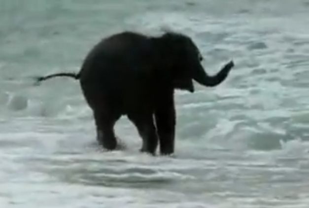 Όταν το ελεφαντάκι είδε για πρώτη φορά τη θάλασσα