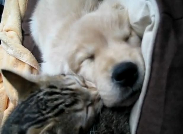 Γάτος κάνει… beauté σε κουτάβι που κοιμάται