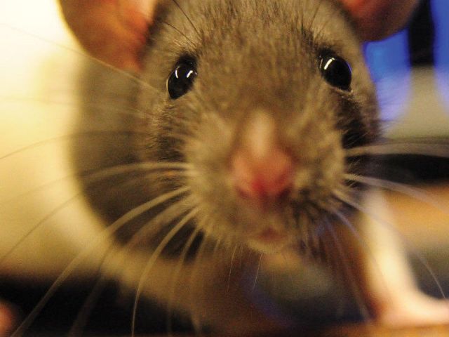 Αλλόκοτη «αλλήθωρη όραση» ανακαλύφθηκε στους αρουραίους