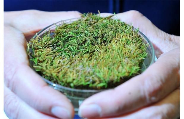 Φυτά στην κατάψυξη ανασταίνονται τέσσερις αιώνες μετά