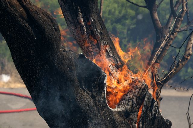 Σε ύφεση τα πύρινα μέτωπα σε Χανιά, Αρεόπολη και Κυπαρισσία