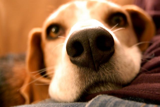 Δικαίωμα επίσκεψης στα νοσοκομεία αποκτούν σκύλοι και γάτοι στην Εμίλια-Ρομάνια