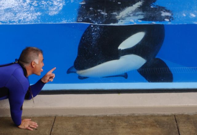 Ακόμα και οι όρκες φαίνεται ότι υποφέρουν από τα κουνούπια