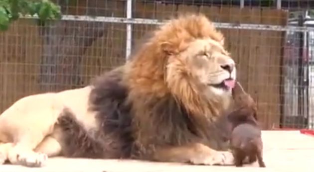 Γλυκά φιλιά ανταλλάσσουν ένα κουταβάκι και ένα λιοντάρι