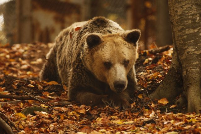 Αντίο στον Ανδρέα του Αρκτούρου, τον γηραιότερο αρκούδο όλου του κόσμου