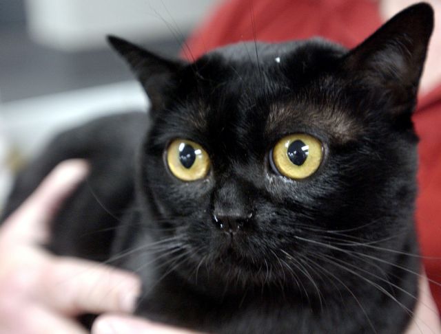 Γάτα έζησε δύο εβδομάδες εγκλωβισμένη στη μηχανή αυτοκινήτου