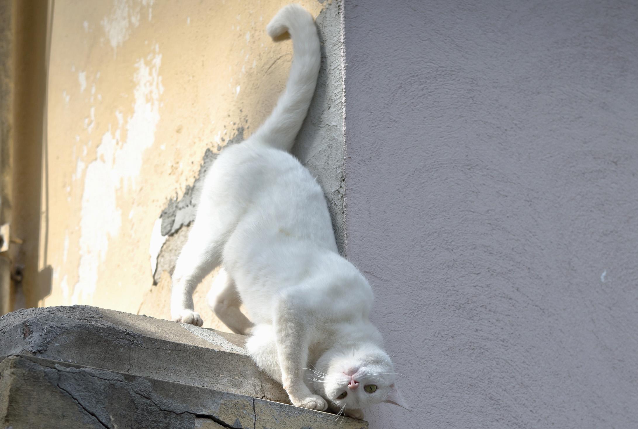 Γάτος συνελήφθη επ’ αυτοφώρω να βάζει κινητά σε φυλακή