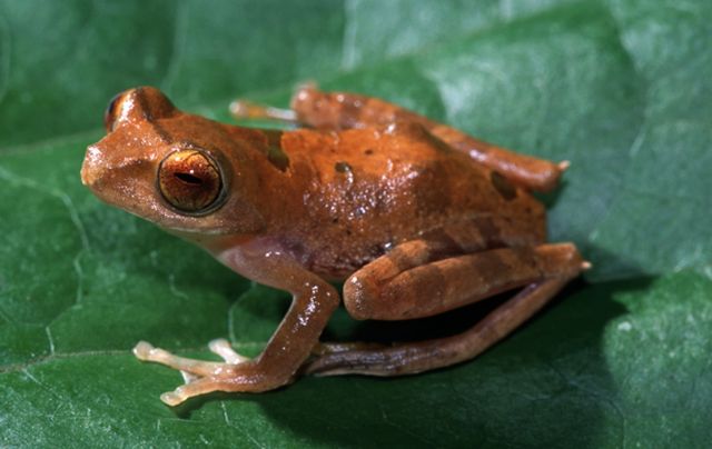 Νοικοκυρά από το Τέξας βρήκε βάτραχο μέσα σε σακούλα με λαχανικά