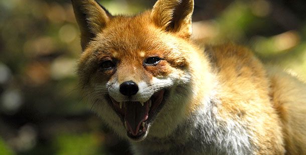 Κρούσμα λύσσας σε αλεπού στη Σίνδο Θεσσαλονίκης
