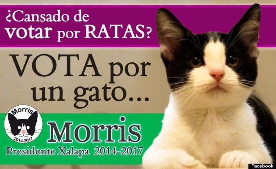 Τον λένε Μόρις, είναι γάτος και θέλει να γίνει δήμαρχος στο Μεξικό