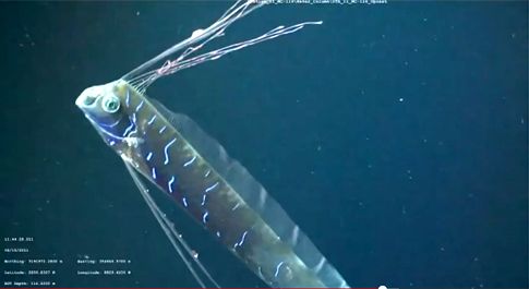 Γιγάντιος «βασιλιάς της ρέγγας» βιντεοσκοπήθηκε για πρώτη φορά στη φύση