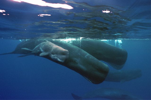 Πώς οι φάλαινες κρατούν την ανάσα τους για ώρα