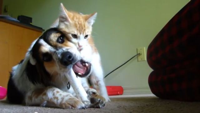 «Άσε επιτέλους το κόκαλο», παιχνιδιάρης γάτος... παρενοχλεί σκύλο