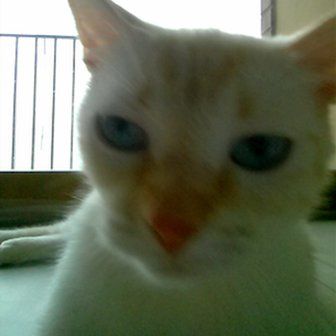 Αυτοπροσωπογραφίες μέσω κινητού «από γάτες για γάτες»