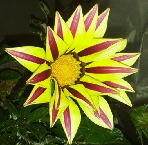 Φυτέψτε μια γκαζάνια για τη βεράντα σας!