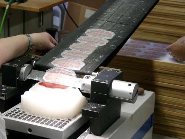 Τρισδιάστατο μοντέλο του εγκεφάλου με 80 δισεκατομμύρια νευρώνες