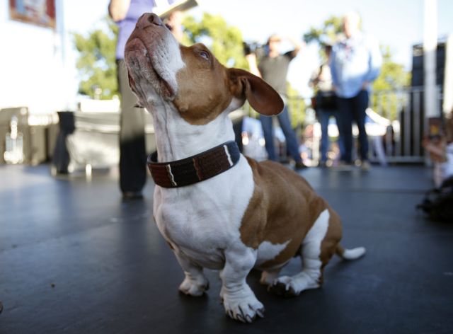 Γνωρίστε τον Γουόλι, τον πιο άσχημο σκύλο του κόσμου