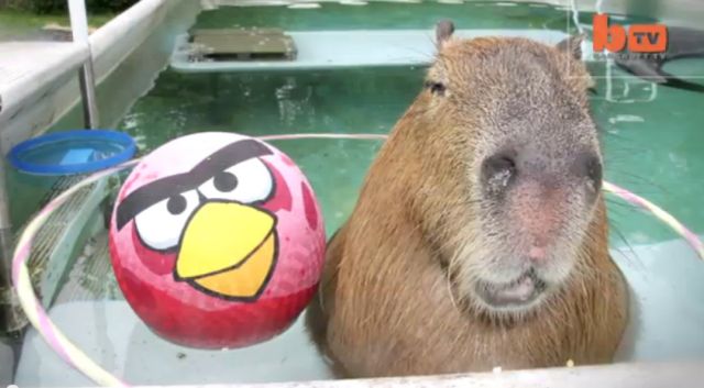 Ο Γκάρι είναι το μεγαλύτερο κατοικίδιο τρωκτικό του κόσμου