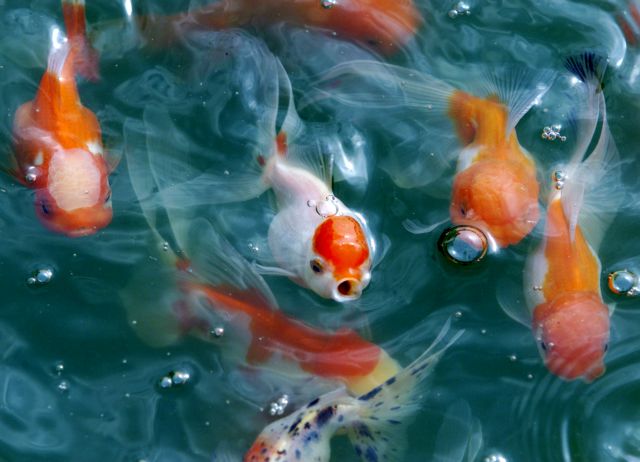 Επέστρεψε στον τόπο του εγκλήματος για να αγοράσει χρυσόψαρα