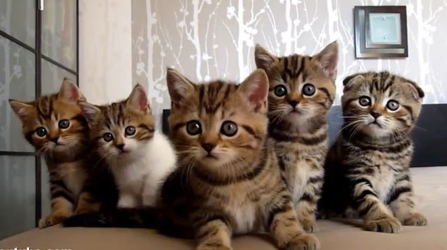 Γατάκια πρωταγωνιστούν σε… συντονισμένο χορευτικό