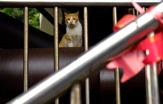 Δείτε τι συμβαίνει όταν οι γάτες παίζουν με τις ηλεκτρικές σκούπες