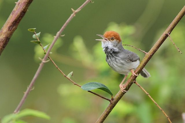 Νέο είδος πτηνού ανακαλύφθηκε μέσα στην πρωτεύουσα της Καμπότζης