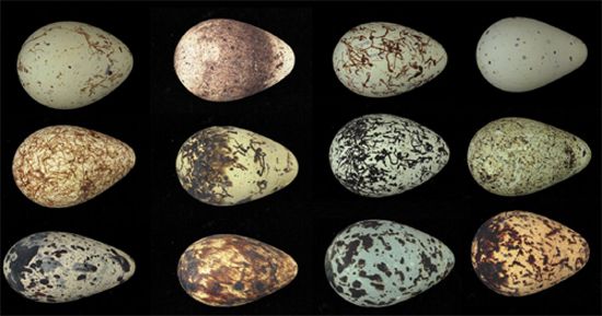 Θαλασσοπούλι γεννά αυτοκαθαριζόμενα αβγά
