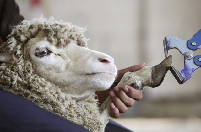 Δικαστική μάχη μέχρις εσχάτων δίνει άνεργος για να κρατήσει ένα… πρόβατο