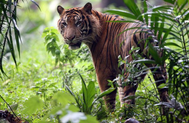Τίγρεις έχουν παγιδεύσει πέντε άνδρες στην κορυφή ενός δέντρου στη Σουμάτρα