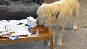 Εκπαιδευμένοι σκύλοι διευκολύνουν την καθημερινότητα των ασθενών με άνοια