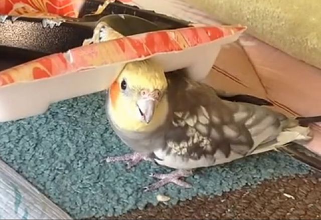 Το «χαρωπά τα δυο μου χέρια τα χτυπώ» σε μία μοναδική εκτέλεση