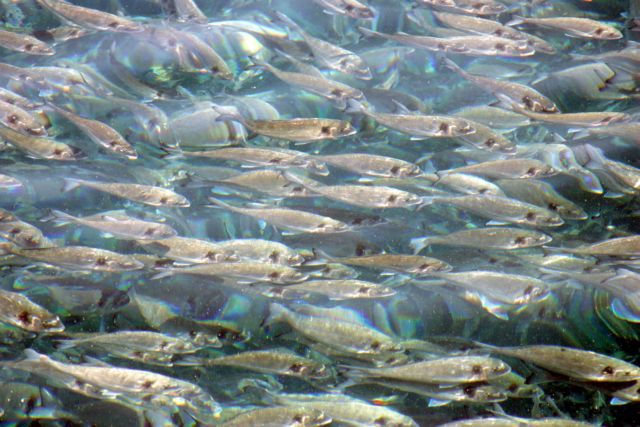 Άρση της αναστολής εξαγωγών ψαριών υδατοκαλλιέργειας στη Ρωσία