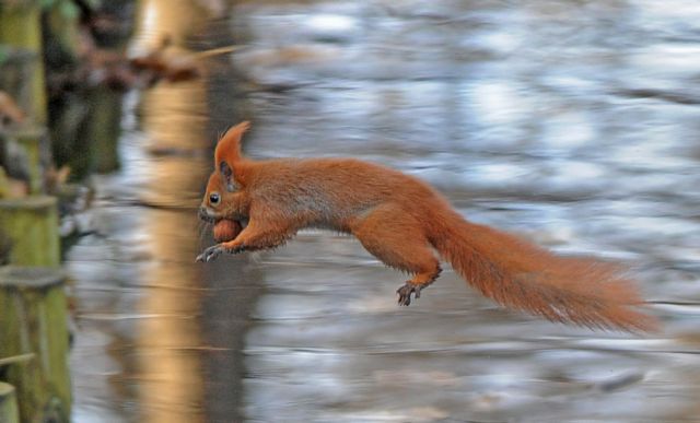 Συμμορία σκίουρων «εξαφανίζει» σαπούνια από λονδρέζικη γειτονιά