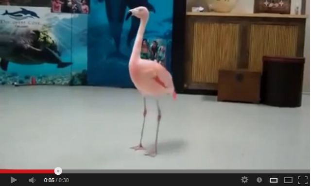 Ξέφρενος χορός από ένα φλαμίνγκο