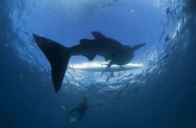 Η κλιματική αλλαγή στέλνει τα θαλάσσια είδη στους πόλους πιο γρήγορα και από τα ζώα