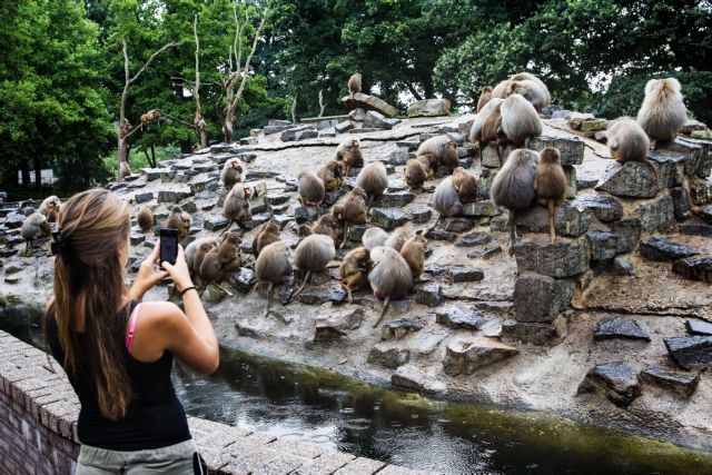 Τρομαγμένοι μπαμπουίνοι προβληματίζουν ζωολογικό κήπο