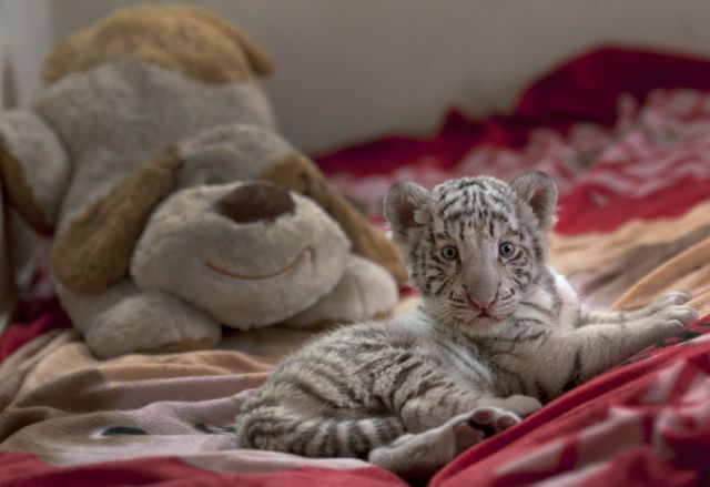 Λευκό τιγράκι κλέβει καρδιές σε ζωολογικό κήπο του Περού