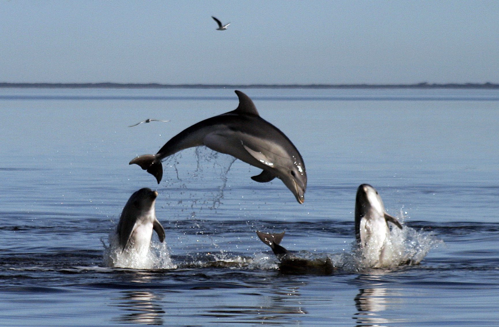 «Τέρατα» μνήμης αποδεικνύονται τελικά τα δελφίνια